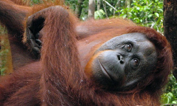 Có hơn một nửa động vật trên thế giới sinh sống ở các khu rừng nhiệt đới nhưng thật đáng tiếc loài người cố tình khiến nhiều loại đứng trước nguy cơ tuyệt chủng.