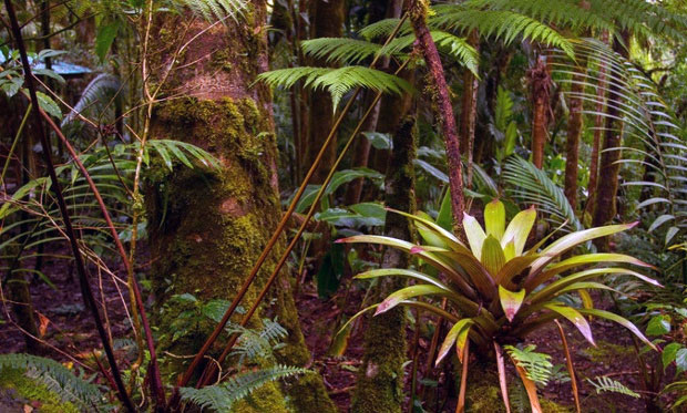 25% của loại thuốc men trên thế giới có nguồn gốc từ các loại cây trong khu rừng nhiệt đới. Trong số các loại cây trồng có khả năng điều trị ung thư thì 70% mọc ở các khu rừng nhiệt đới.