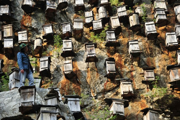 Những người giữ ong ở đây cho biết làm những tổ ong bằng gỗ như thế này nhằm tạo cho ong rừng có cảm giác tự nhiên và dễ dàng vào làm tổ.