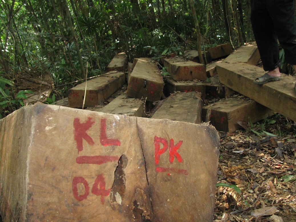 Lực lượng chức năng của tỉnh Quảng Nam và thành phố Đà Nẵng hiện đang vào cuộc điều tra vụ phát hiện hơn 45m3 gỗ lậu được “lâm tặc” cất giấu ở khu vực giáp ranh hai địa phương.