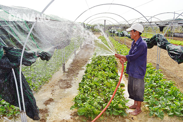 Người nông dân Túy Loan mong muốn nâng cao thu nhập từ những vùng trồng rau chuyên canh quy mô lớn. Ảnh: DIỆU MINH