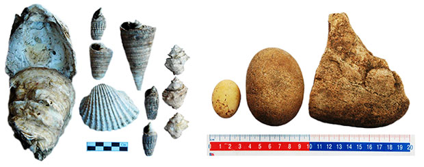   Các loại nhuyễn thể (trái) và công cụ đá phát hiện ở di chỉ Bàu Dũ.