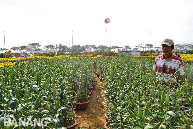 Hoa ly ly của HTX SXKD hoa cây cảnh Vân Dương không bán được do nở muộn .
