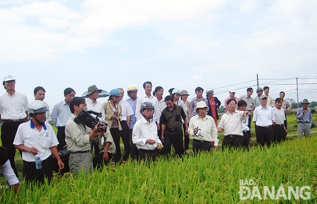 Công ty giống phối hợp với HTX Hòa Tiến tổ chức hội thảo đầu bờ về giống  lúa mới.