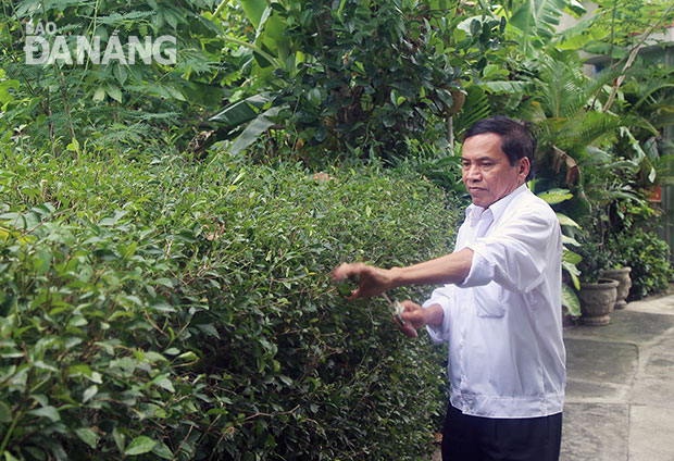 Cả làng Phong Nam, chỉ mỗi vườn nhà ông Ngô Văn Nghĩa còn hàng rào chè tàu.