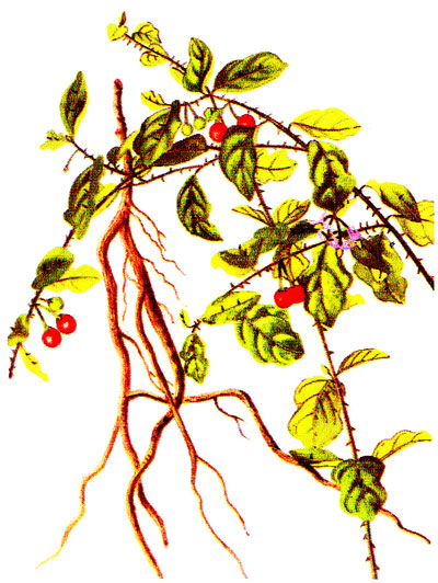 Rễ cây và thân dây mang quả.	