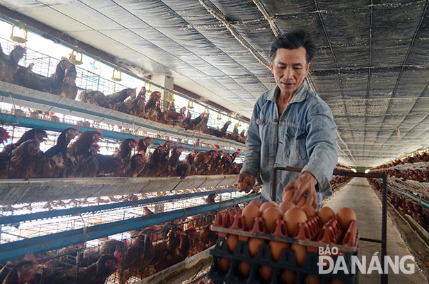 Công nhân trại gà Xuân Chính đang thu hoạch trứng, bình quân mỗi ngày trại gà Xuân Chính cung cấp 800 kg trứng cho thành phố. Ảnh: MAI TRANG