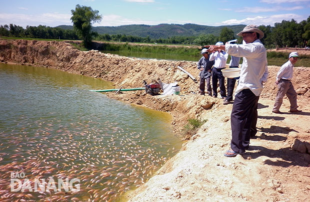 Hồ nuôi cá diêu hồng rộng hơn 5.000m2 trên địa bàn xã Hòa Phong của ông Nguyễn Tấn Yến, thôn Nam Thành. Ảnh: Q.T