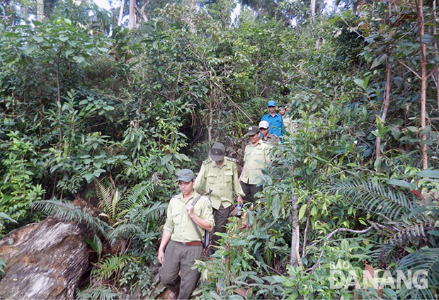 Tuần tra, truy quét chống chặt phá rừng tại rừng đặc dụng Bà Nà- Núi Chúa.
