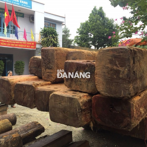 The poached timbers seized by Hoa Vang District Forest Rangers’ Unit.