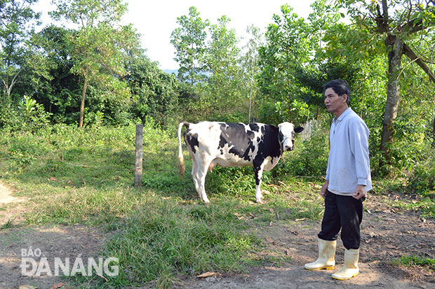 Chăn nuôi ở Đà Nẵng hiện chưa có hướng đầu tư bền vững.