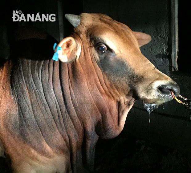 Một con bò bị bơm nước đầy bụng đã trào ngược nước ra phía miệng. (Ảnh chụp tối 25-4-2016)