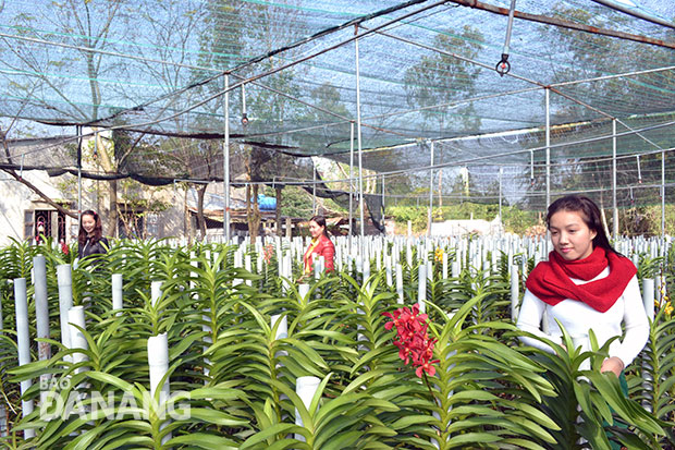 Tại vườn hoa Mokara của anh Nguyễn Xuân Hùng.