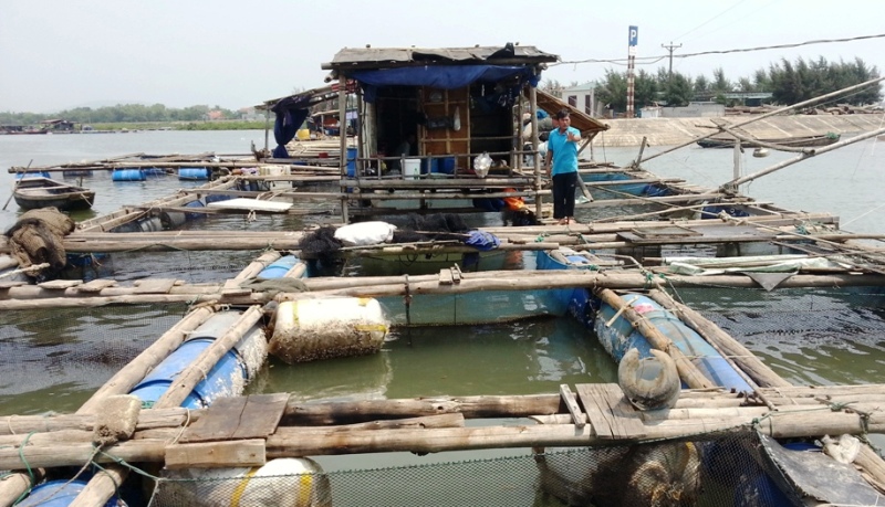 Nhiều hộ dân nuôi cá tại huyện Tĩnh Gia lao đao vì cá chết bất thường
