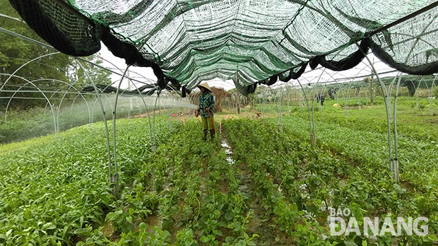 Việc sản xuất, tiêu thụ nông sản sạch tại Đà Nẵng vẫn còn nhiều khó khăn.  Ảnh: Phan Chung