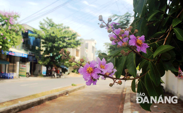 Nếu mỗi con đường ở Đà Nẵng mang một vẻ đẹp riêng thì có thể ví đường Phạm Cự Lượng là con đường bằng lăng tím.