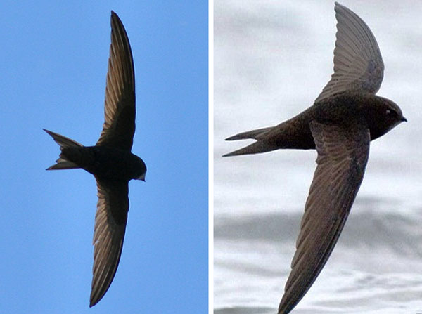 Chim yến (ảnh trái) có đuôi chẻ ngắn hơn và cánh dang rộng hơn so với chim én (ảnh phải). Nguồn: Internet.