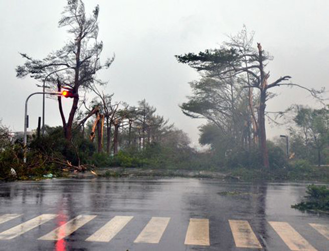 Nhiều cây lớn bị sức gió khủng khiếp của cơn bão “bẻ gãy”. (Ảnh: focustaiwan)