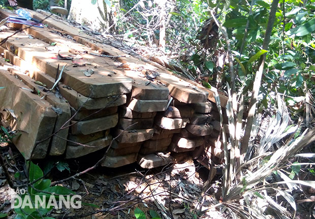 Gỗ khai thác trái phép ở rừng Cà Nhông. Ảnh: NGỌC ĐOAN