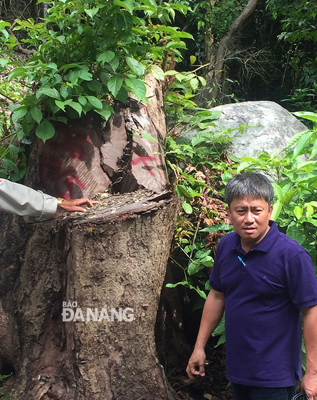 Một cây rừng to hơn vòng tay người ôm bị đốn hạ chỉ còn lại gốc ở tiểu khu 63 bán đảo Sơn Trà.
