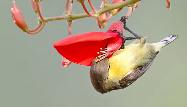 Chim hút mật bụng vàng.