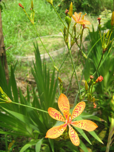 Rẻ quạt - Belamcanda chinensis, thuộc họ La dơn - Iridaceae. Ảnh:  P.C.T