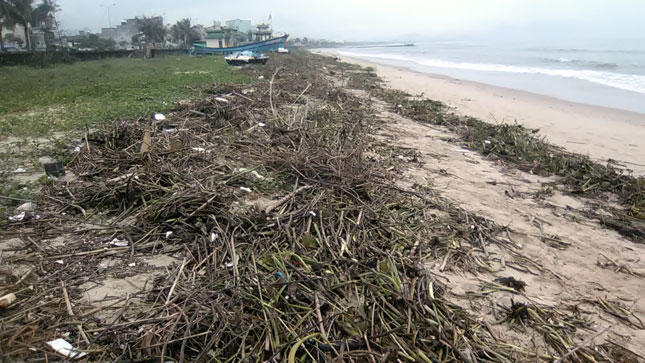 Càng ngược lên phía sông Phú Lộc, gồ và củi tấp vào bờ ít hơn, nhưng bãi biển vẫn ngập đầy bèo