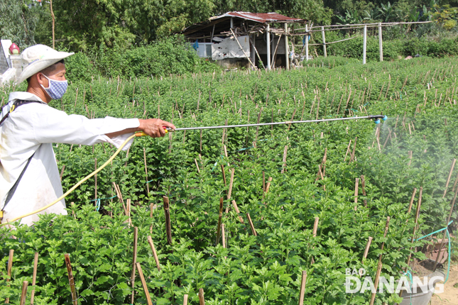 Anh Nguyễn Bá Tính (thôn Dương Sơn, xã Hòa Châu) phải phun thuốc để phòng tránh sâu bệnh và cũng là biện pháp nhằm thúc cho hơn 1.300 chậu cục ra  hoa đúng dịp Tết.