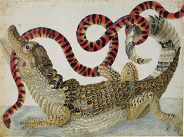 Maria Sibylla Merian vẽ cá sấu và rắn.