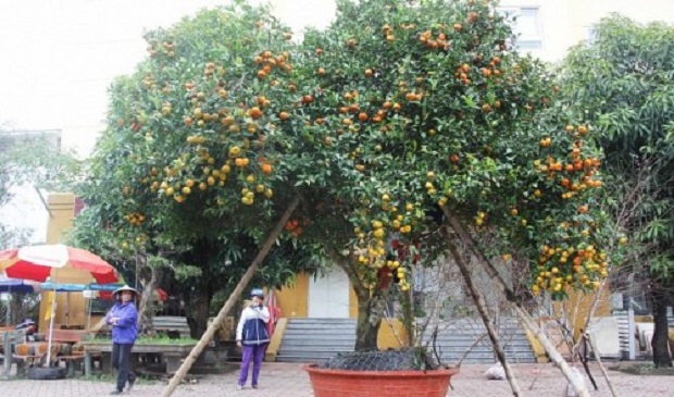 The century-old tangerine tree is pictured in Nghe An Province, located in north-central Vietnam. Tuoi Tre