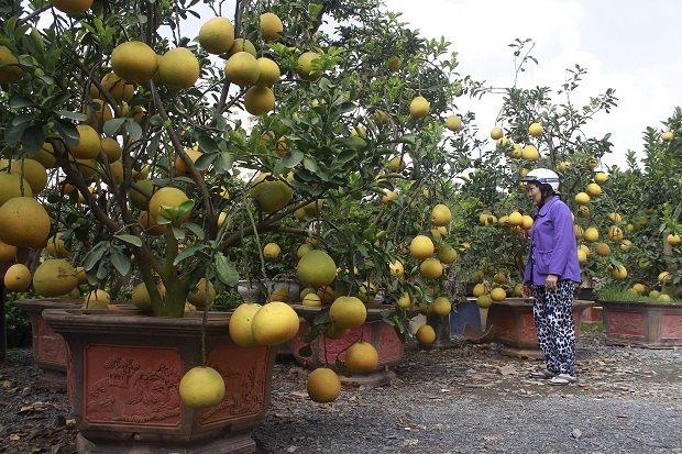 These grapefruit trees cost VND30 million each.