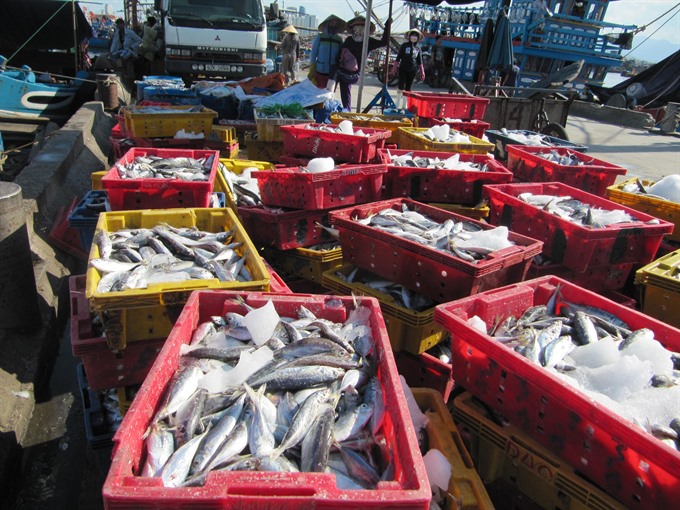 Fish are loaded for storing at Thọ Quang fishing port in Đà Nẵng city. JICA will help the city improve fishing and seafood processing technology. VNS Photo Công Thành Read more at http://vietnamnews.vn/society/351552/da-nang-japan-to-co-operate-in-seafood-production-sewage-treatment.html#6fypZjiWX2ZxUVoe.99