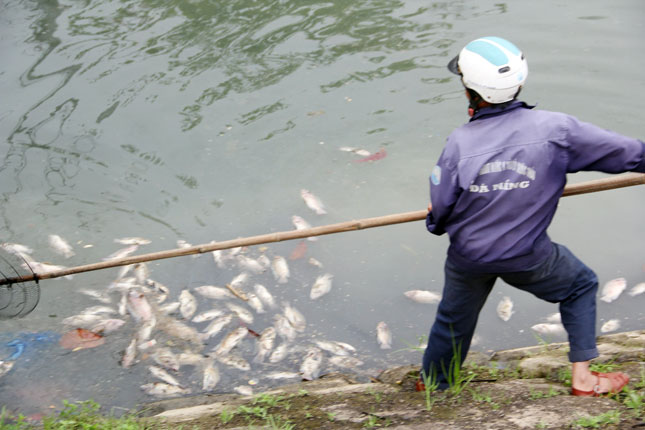 Nhân viên của Công ty Thoát nước và xử lý nước thải tiến hành vớt cá