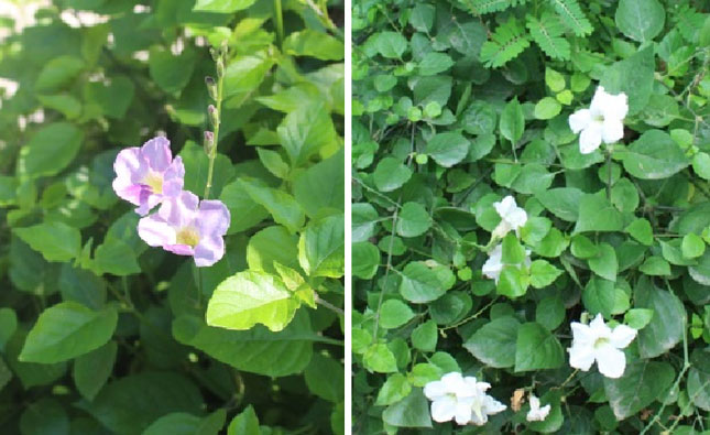 Rau ngót Nhật là Biến hoa sông Hằng có hoa tím hoặc hoa trắng được trồng ở Khuê Trung và tại một vườn thuốc ở Hòa Xuân (ảnh phải). Ảnh: P.C.T