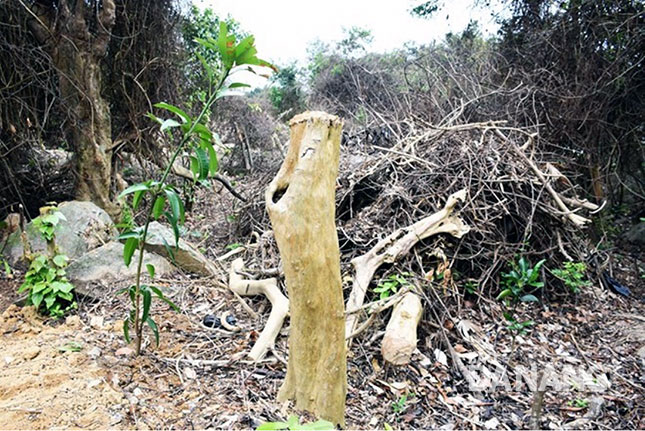 Một vụ phá rừng ở Sơn Trà bị cơ quan chức năng phát hiện năm 2016.