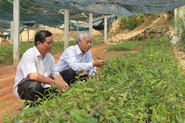 Ba kích được nhân giống tại trang trại của ông Ngô Văn Lâm (bìa trái) tại Khánh Sơn, phường Hòa Khánh Nam, quận Liên Chiểu. (Ảnh: P.C.T)
