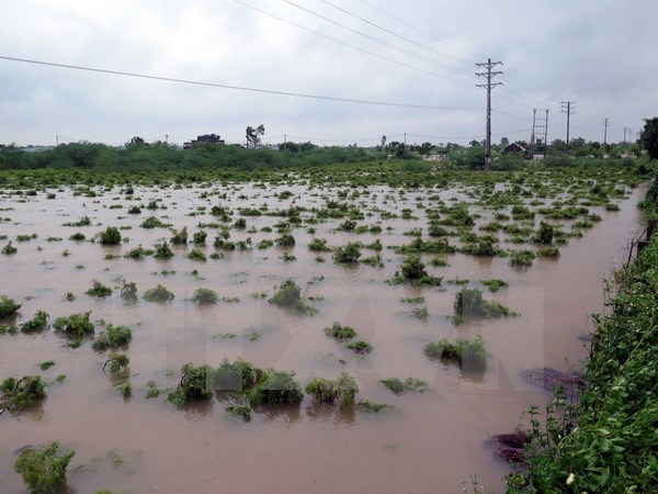 Vườn cây đinh lăng của người dân ở xã Nghĩa Lạc, huyện Nghĩa Hưng, tỉnh Nam Định bị ngập sâu. (Ảnh: Văn Đạt/TTXVN)