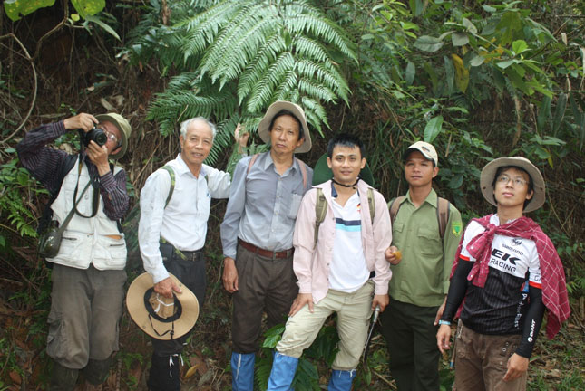 Đoàn điều tra cây thuốc phát hiện Cẩu tích tại rừng Cà Nhông, Bà Nà – Núi Chúa. Ảnh: P.C.T