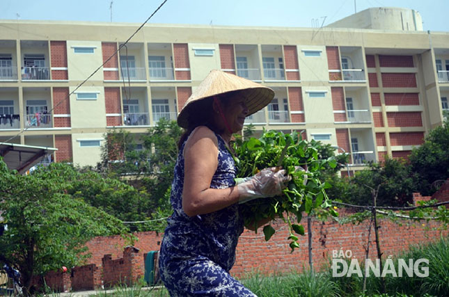 Người dân nằm trong vùng dự án quy hoạch Làng đại học tranh thủ trồng rau kiếm sống qua ngày chờ được đền bù, giải tỏa. 