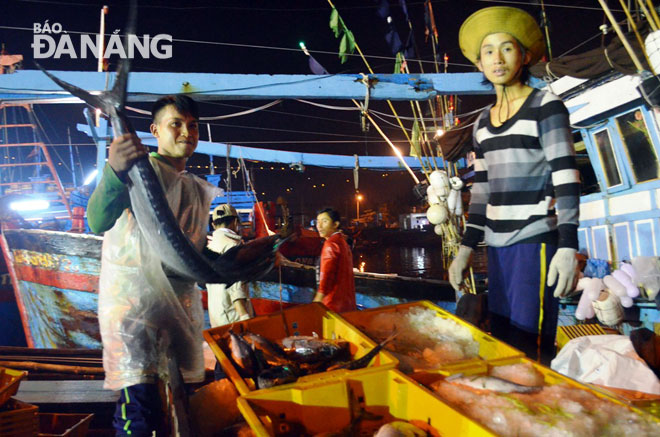 Chuyến biển dù 6 ngày, nhưng mỗi lao động trên tàu ông Phạm Hừng, quận Sơn Trà, Đà Nẵng tin tưởng sẽ cho thu nhập cao vì trúng cá lớn (1)