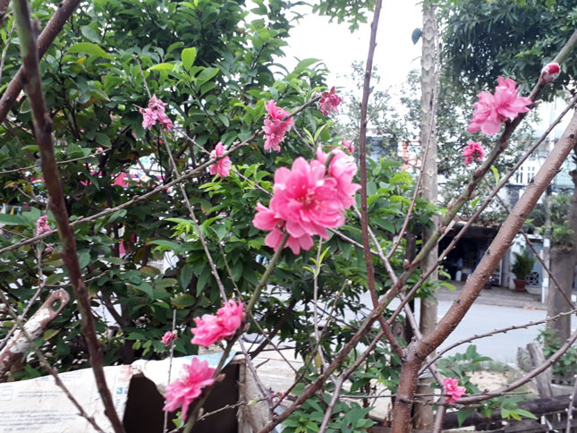 Một cây đào ra hoa trên đường Phạm Tứ, quận Cẩm Lệ, Đà Nẵng. Ảnh: P.C.T