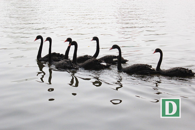 Theo ghi nhận chiều 5-2, có khoảng 7 cá thể chim thiên nga đen và 5 cá thể chim thiên nga trắng, bơi lội giữa hồ Hoàn Kiếm.
