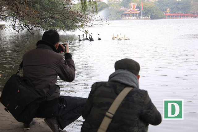 Rất đông người dân cùng các thợ ảnh đã đến để ghi lại khoảnh khắc đàn chim thiên nga bơi lội giữa hồ Hoàn Kiếm này.