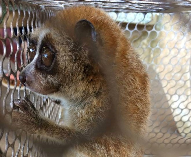 A loris is rescued from a restaurant in Đồng Nai Province. - Photo courtesy of ENV Read more at http://vietnamnews.vn/environment/422713/72-wild-animals-rescued-in-january.html#wBiLvlHTUoR7V0Bd.99