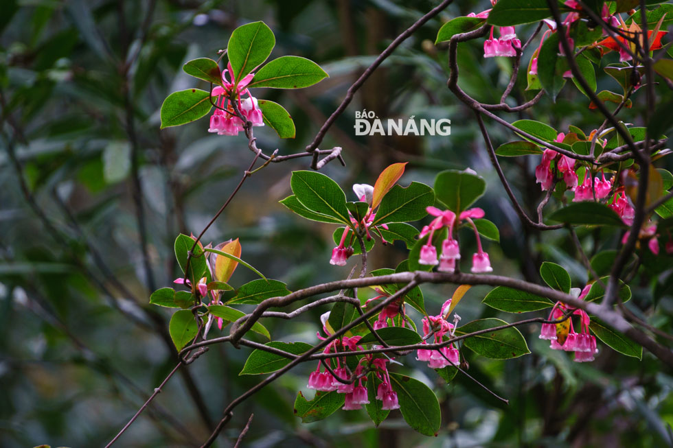 Tên đào chuông là do người địa phương đặt cho loài hoa này vì có những cánh hoa khi nở rộ trông như những chiếc chuông nhỏ màu hồng đậm treo duyên dáng trên cành
