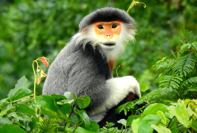 The Global Environment Facility has sponsored local conservation of native and wild species and biodiversity in Vietnam.