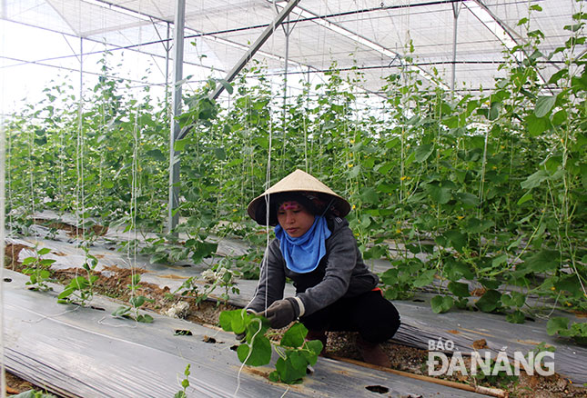 Đà Nẵng đang có nhiều hỗ trợ thu hút đầu tư vào lĩnh vực nông nghiệp công nghệ cao.                           Ảnh: NAM TRÂN