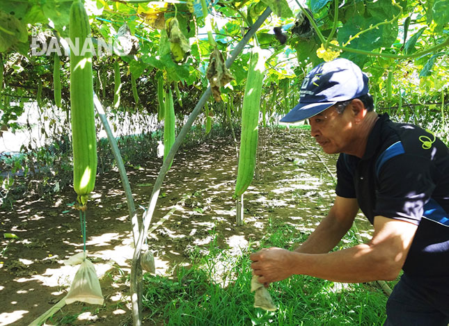 Các hộ trồng rau, củ, quả sạch ở vùng rau La Hường ổn định sản xuất và đầu ra sản phẩm nhờ liên kết tiêu thụ.    Ảnh: Thái Thanh