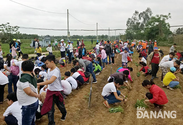 Nhiều học sinh tham quan và trải nghiệm trồng, chăm sóc rau sạch tại làng rau Túy Loan Tây 1.