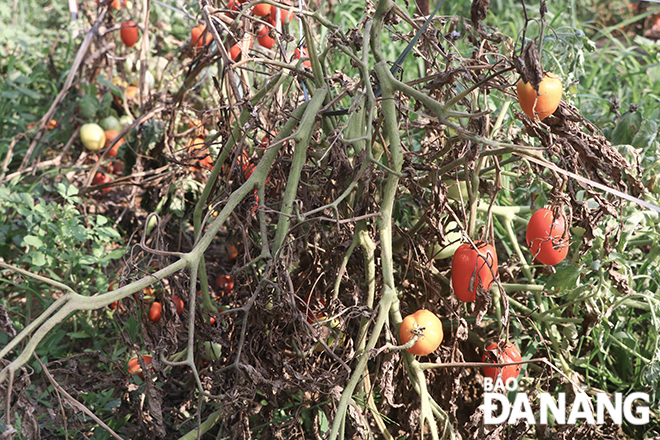 Cây cà chua sai quả bị héo khô tại vùng rau do tưới nước nhiễm mặn.